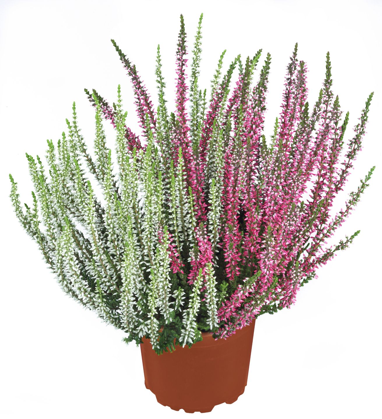 Calluna