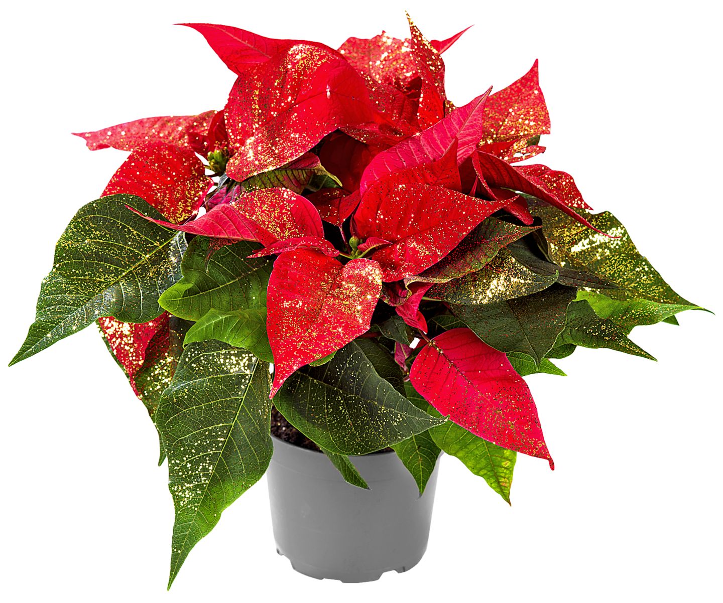 Weihnachts- oder Zauberstern