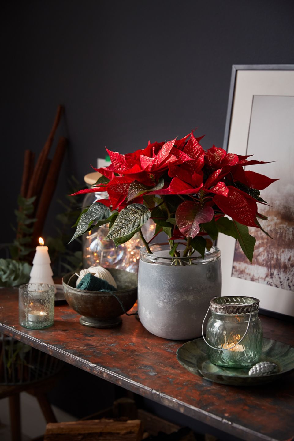 Weihnachtsstern oder Zauberstern