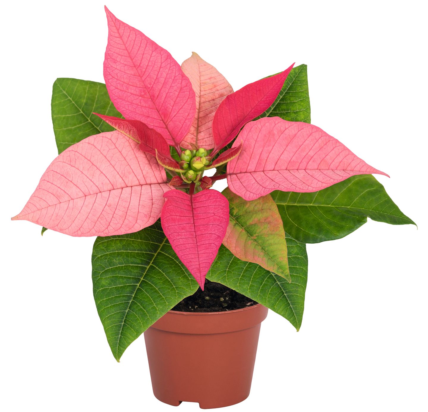 Weihnachtsstern oder Zauberstern