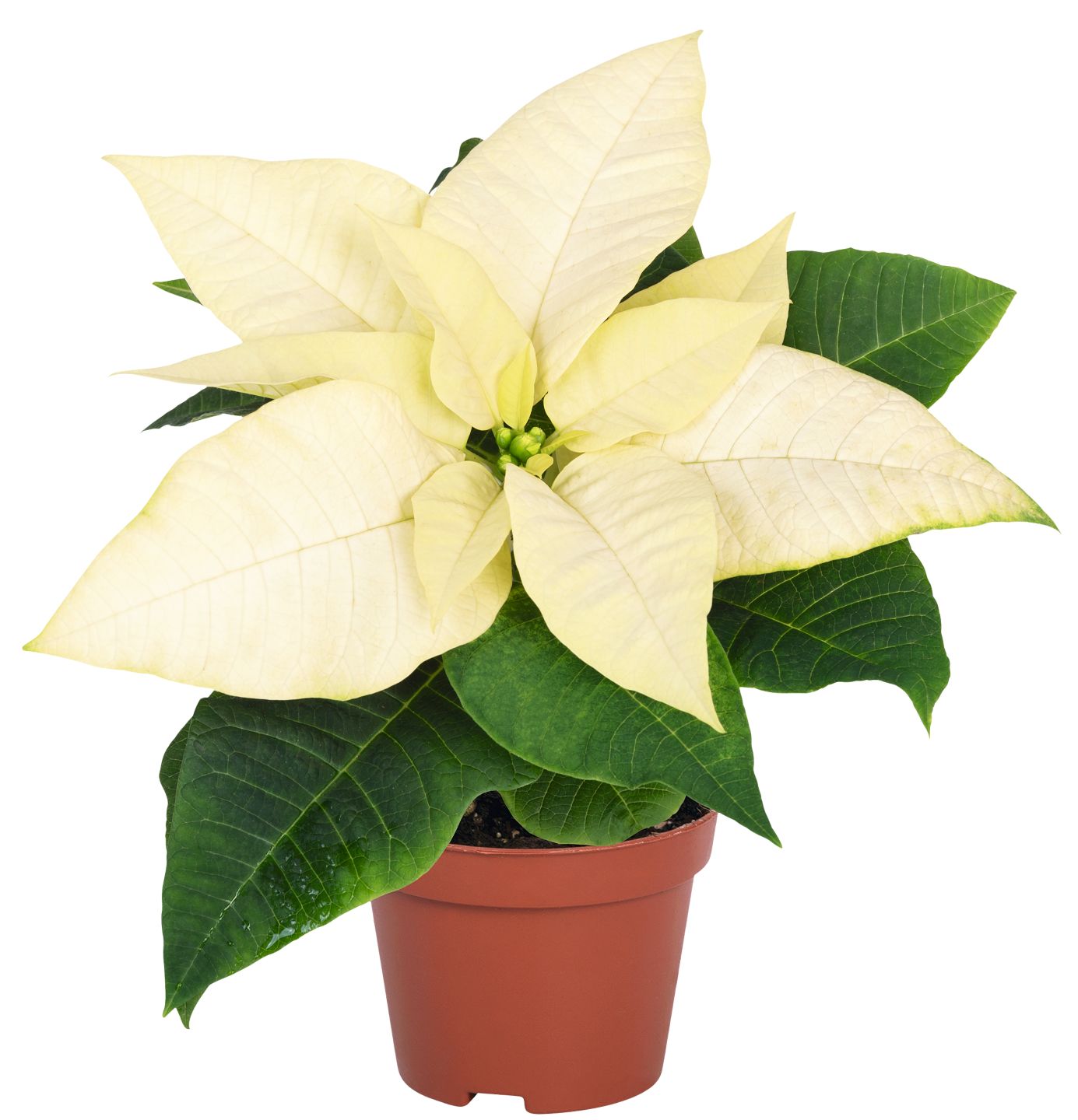 Weihnachts- oder Zauberstern