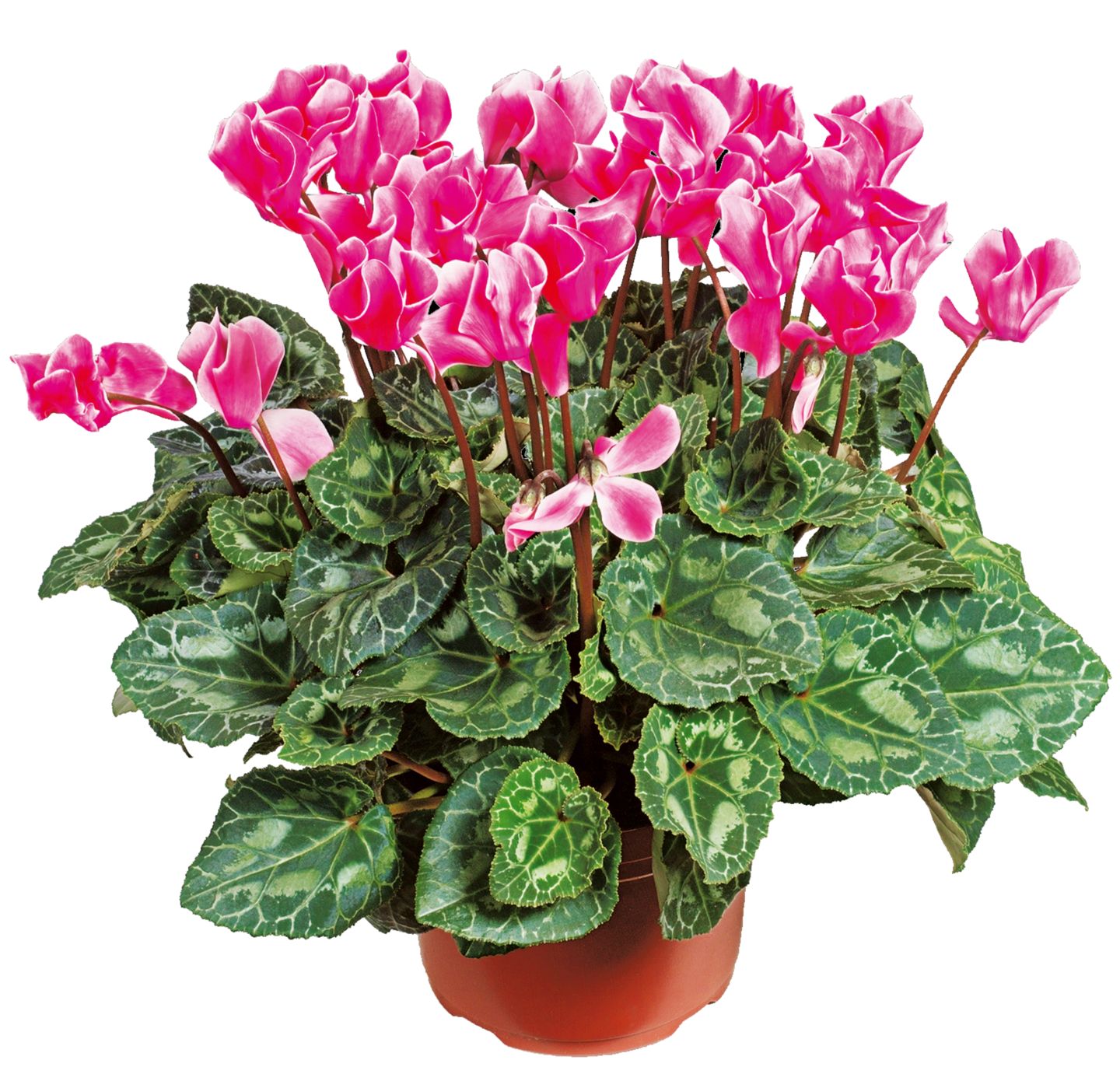 Изображение на Циклама Стайно растение