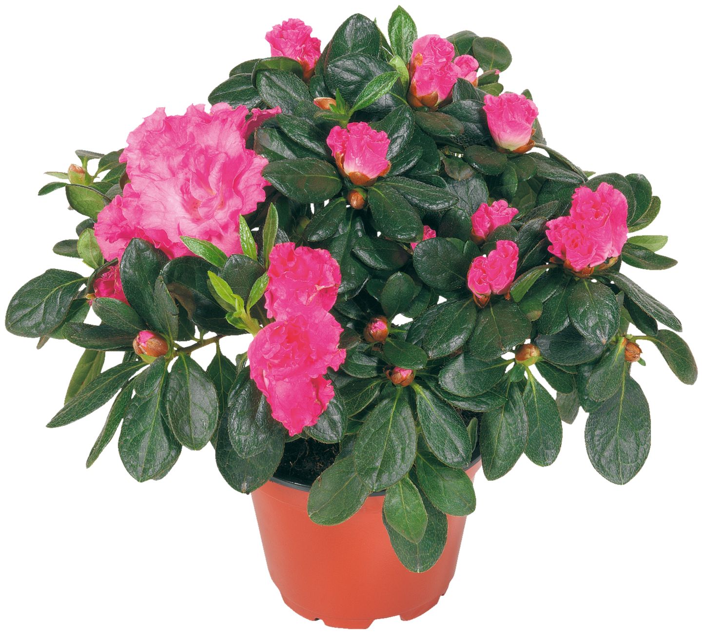 Azalka (Rhododendron simsii)