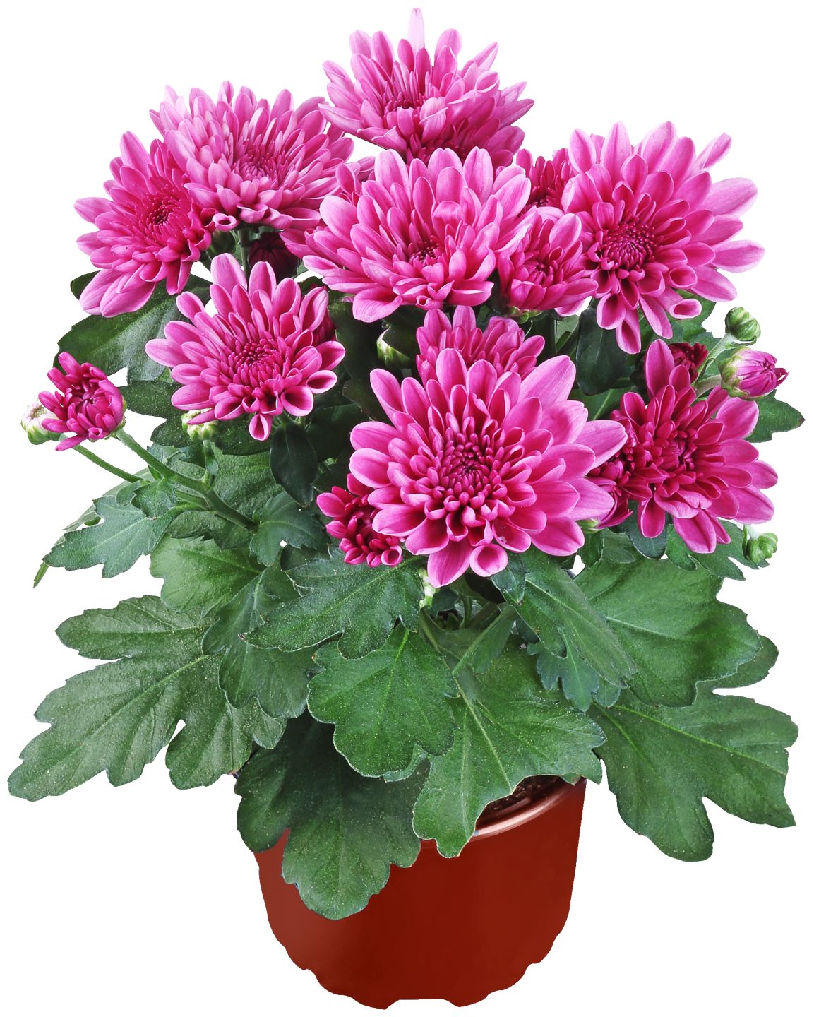 Chryzantéma (Chrysanthemum)