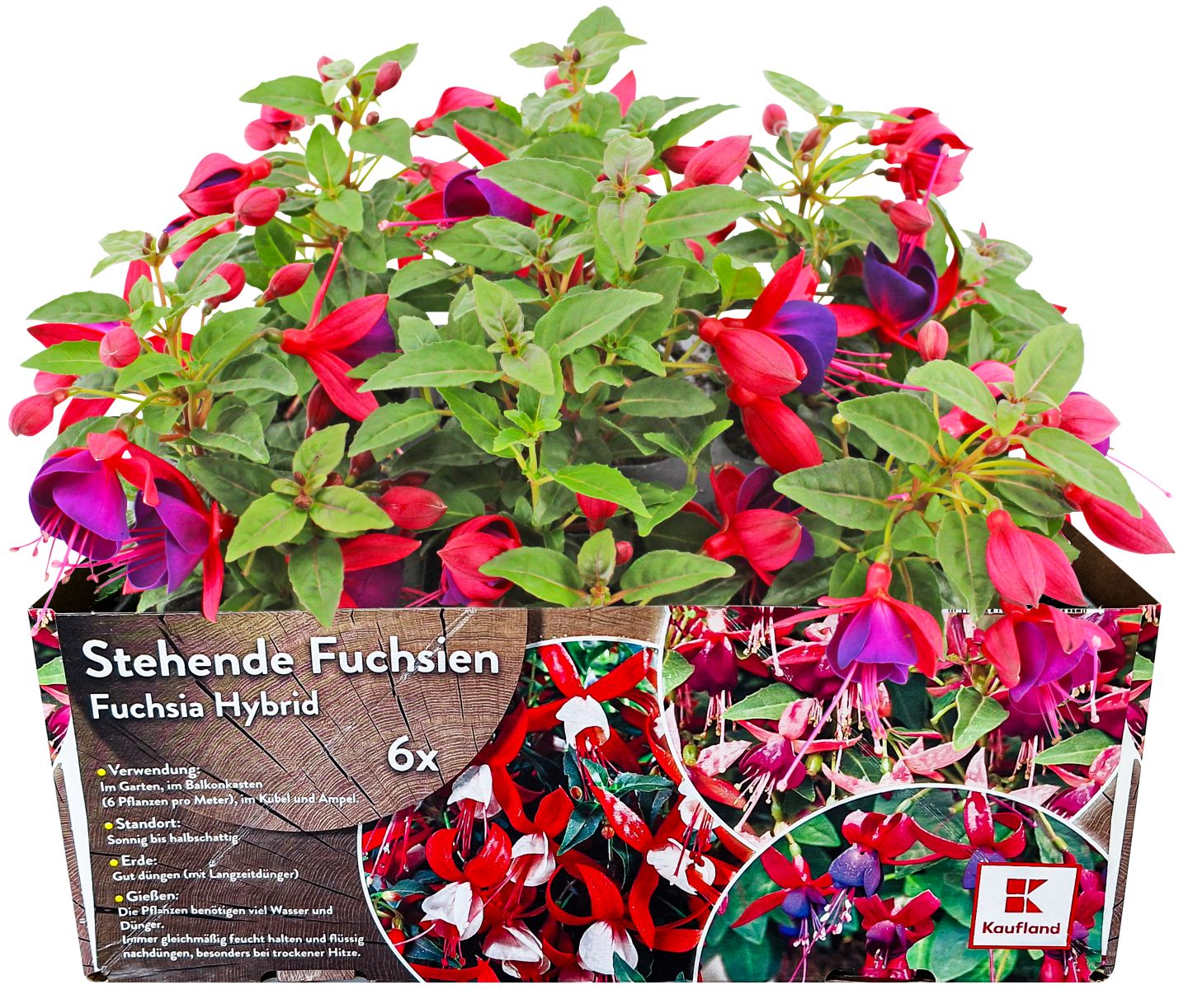 Beet- & Balkonpflanzen