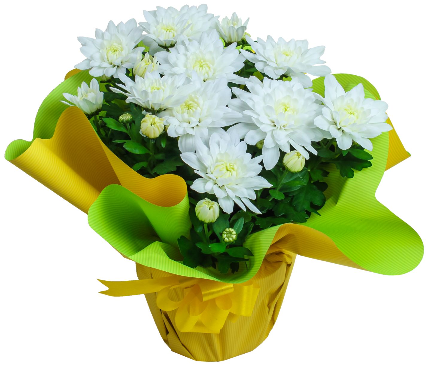 Chrysantheme in Manschette