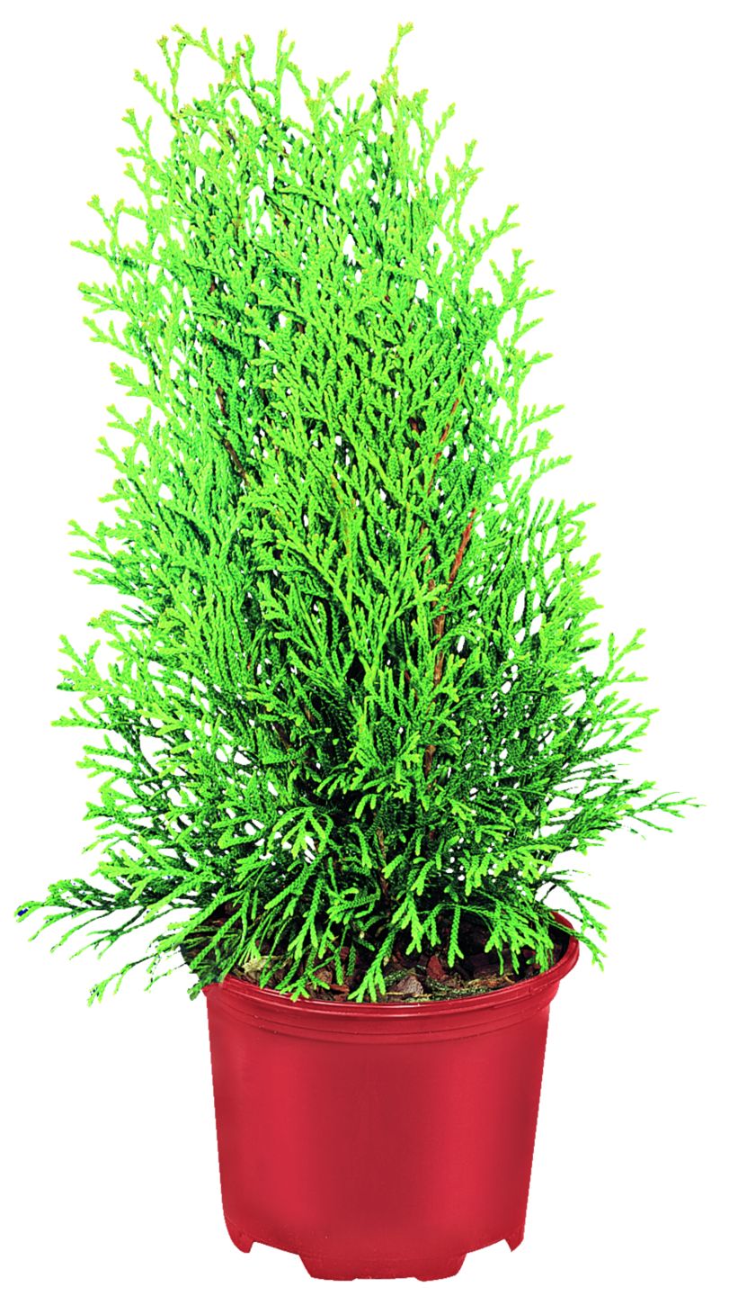 Konifery mix rôzne druhy
(Coniferae)