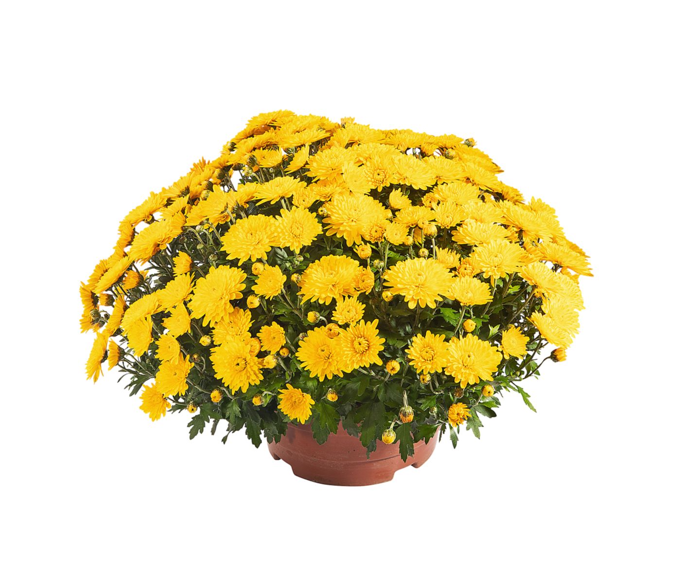 Krizantema Multiflora 