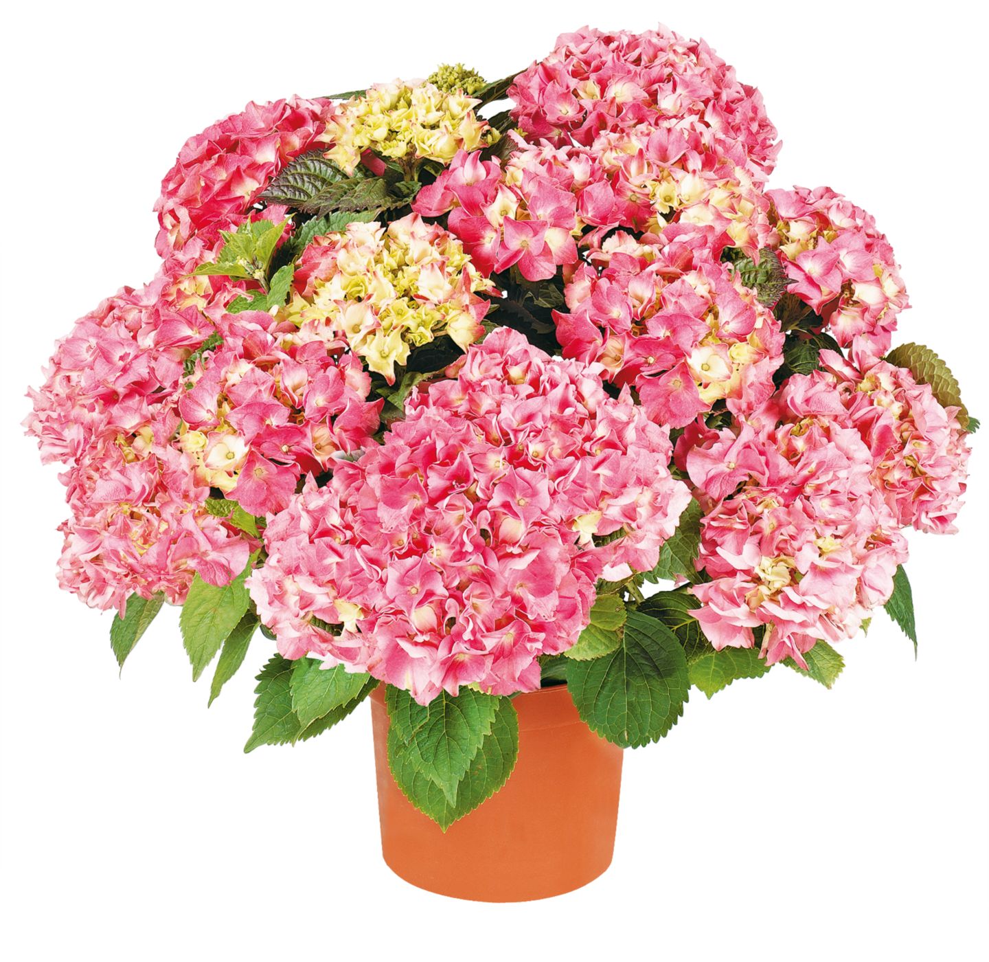 Hortensie