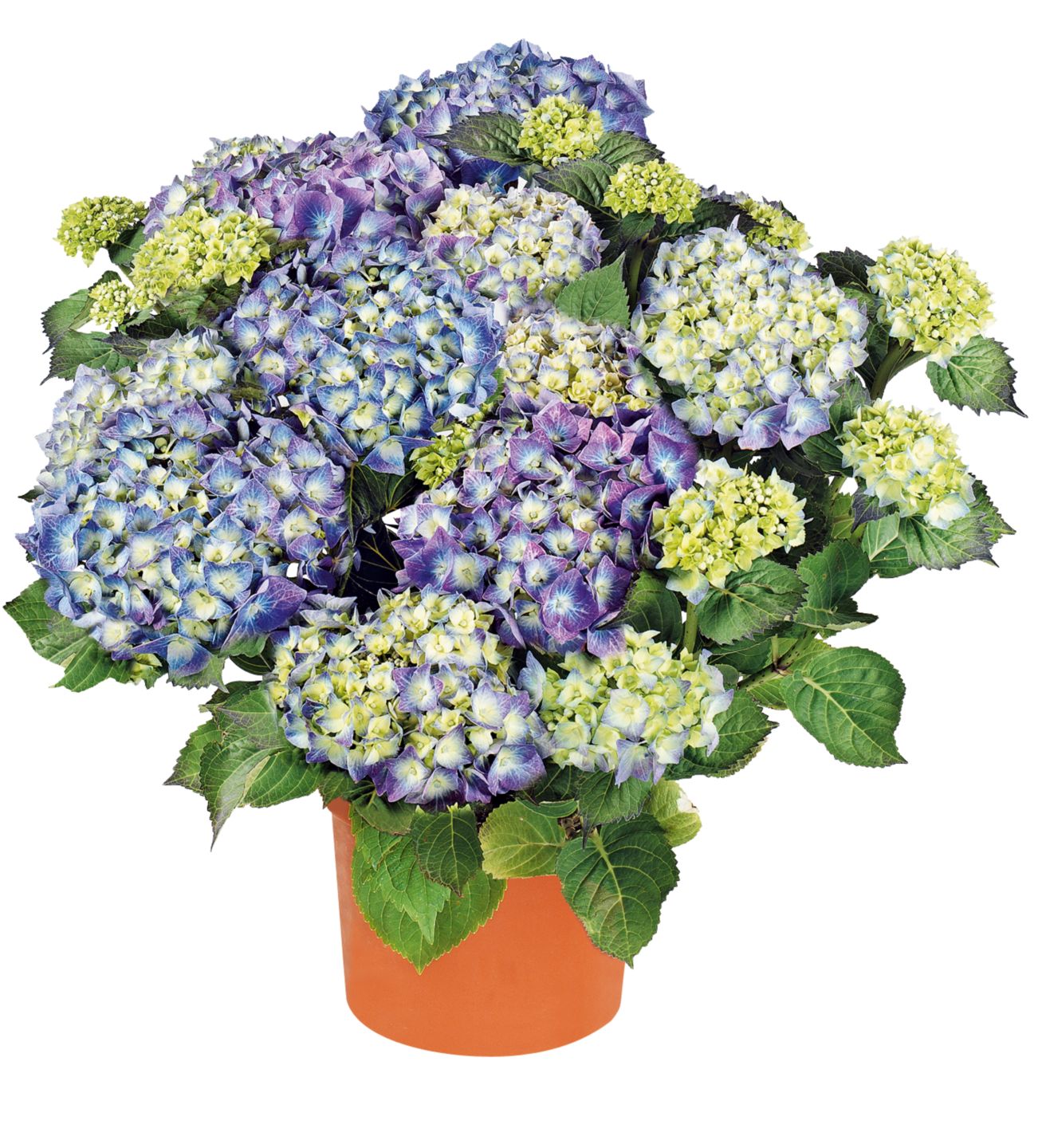 Gartenpflanze XL