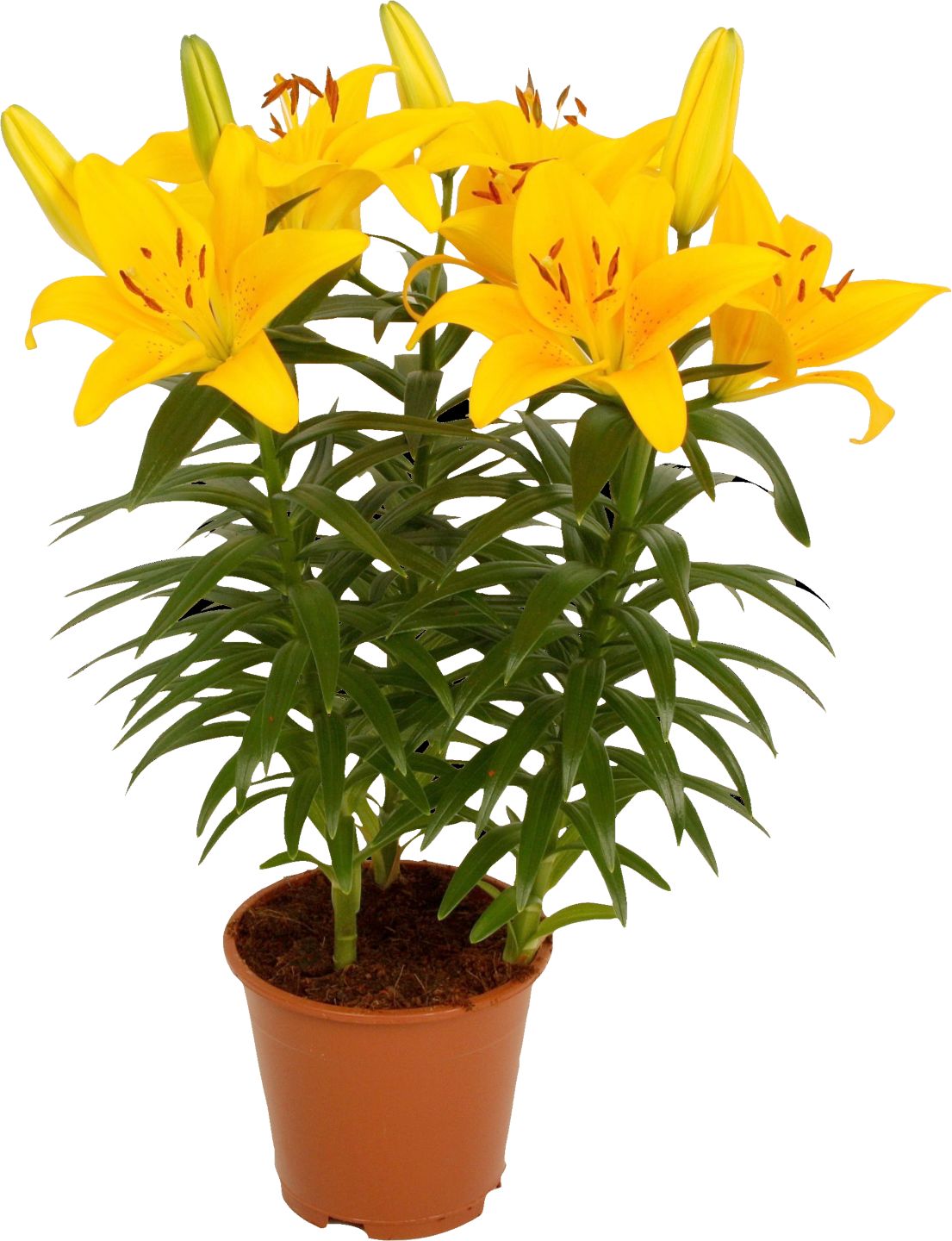 Ľalia ázijská (Lilium-hybrid)