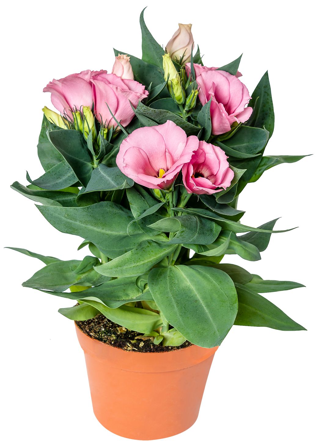 Sommerblumen