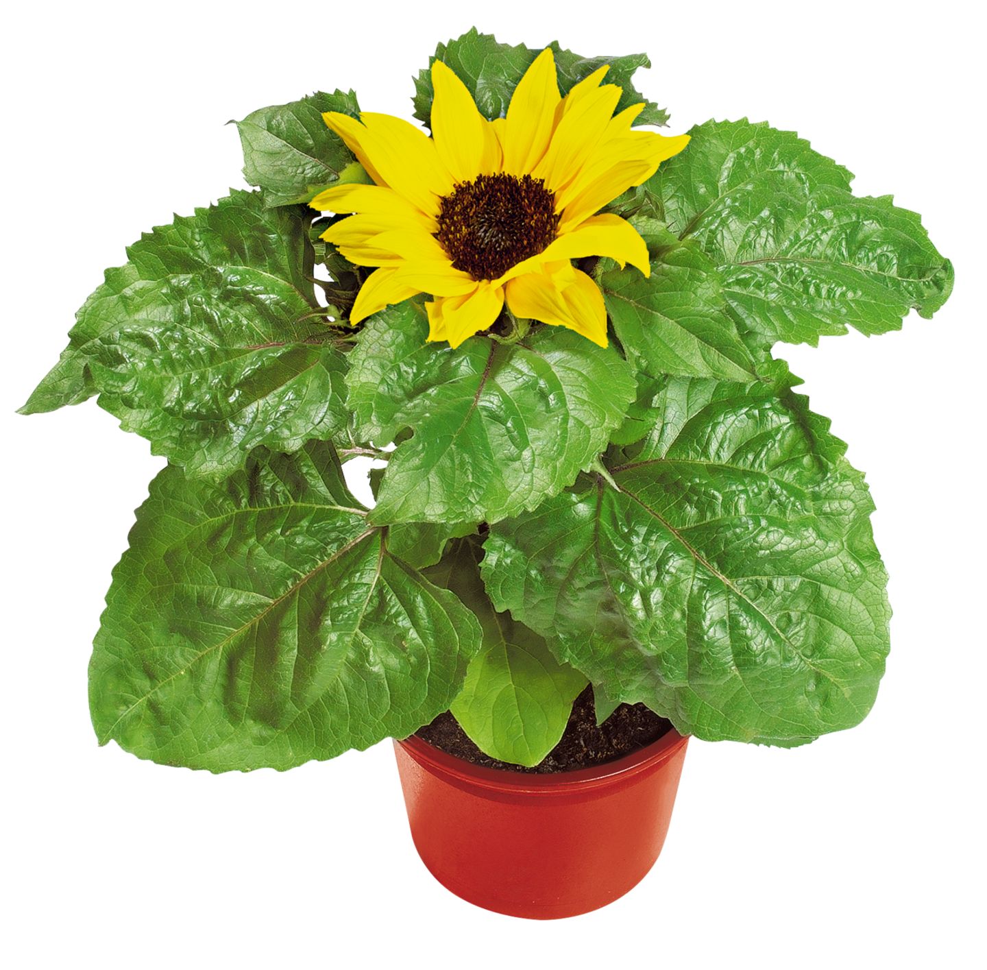 Slnečnica (Helianthus) priemer kvetináča: 13 cm