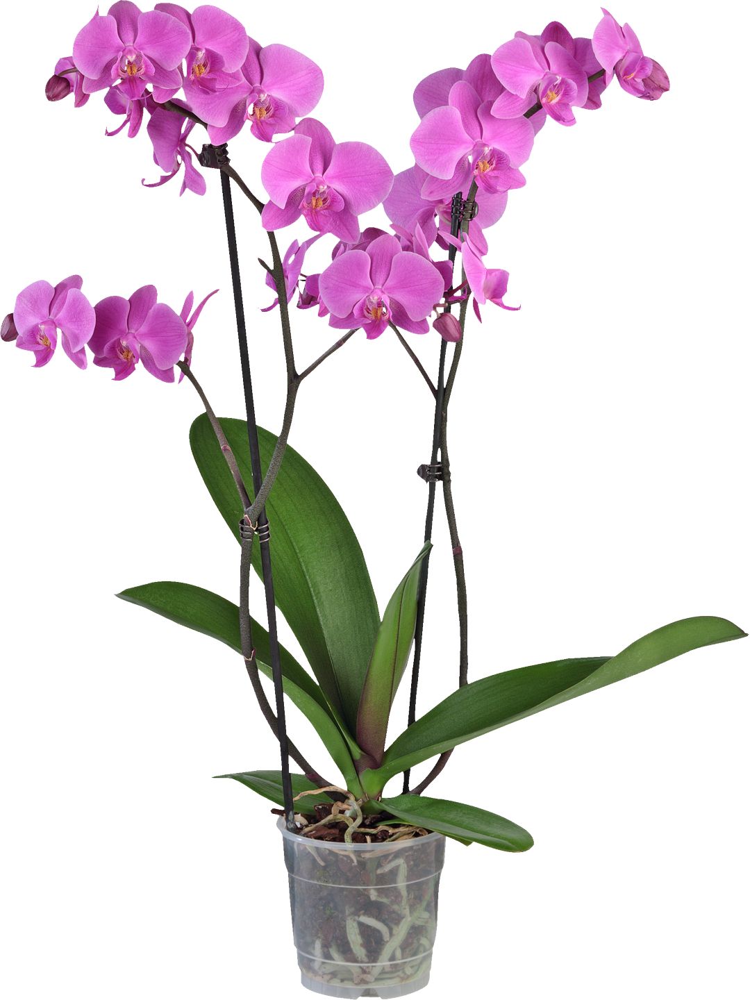 Orchidea 2-výhonková (Phalaenopsis)