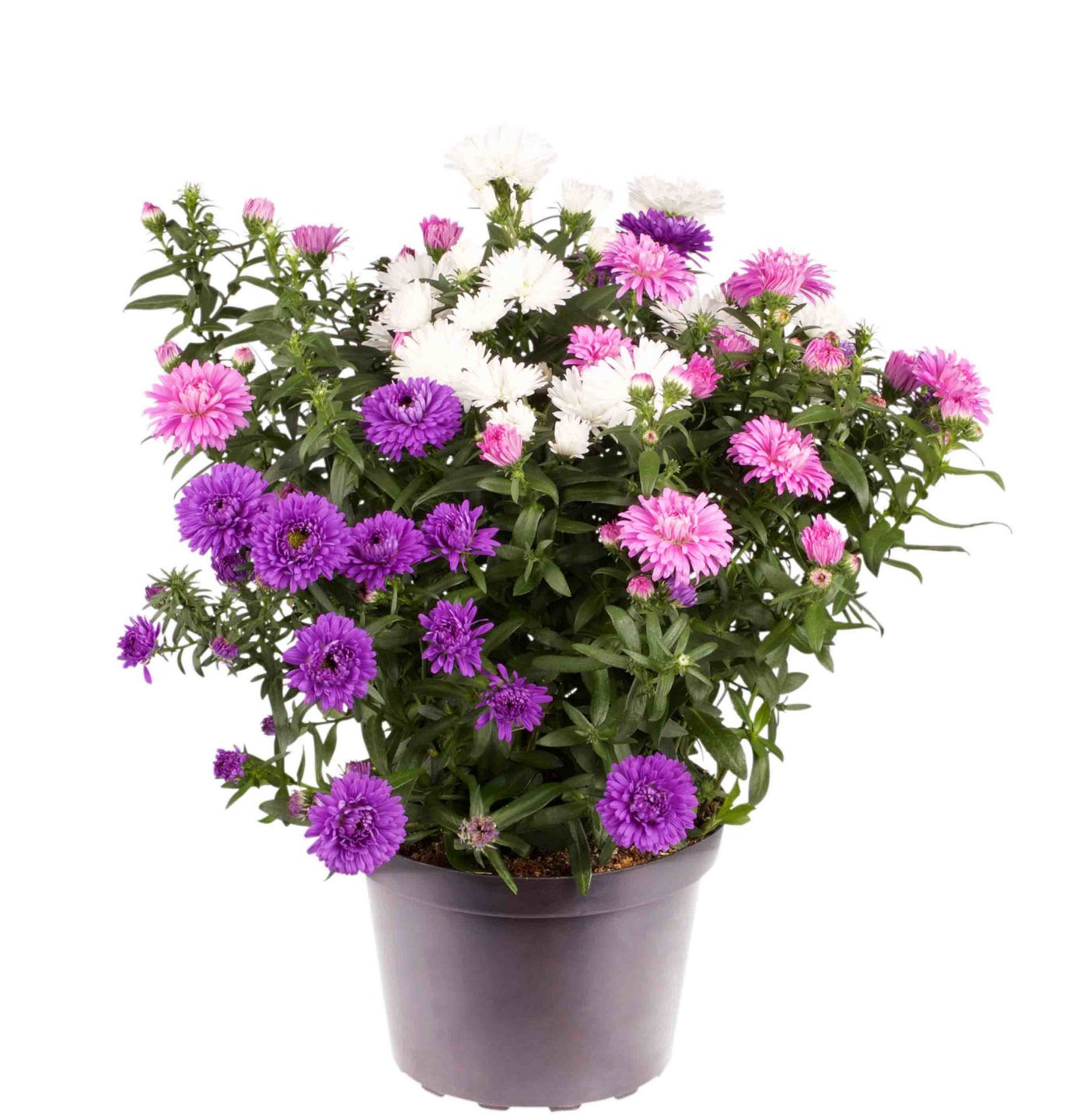 Aster 13 cm 