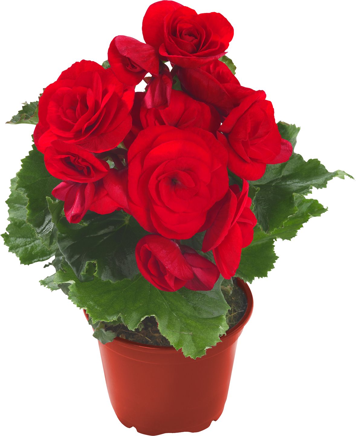 Begónia Elatior (Begonia elatior)
