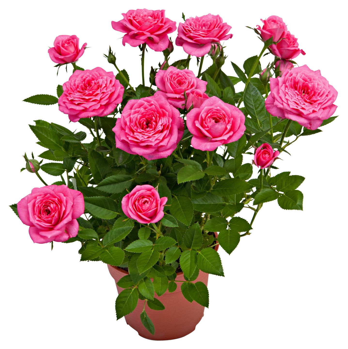 Sommerblumen  