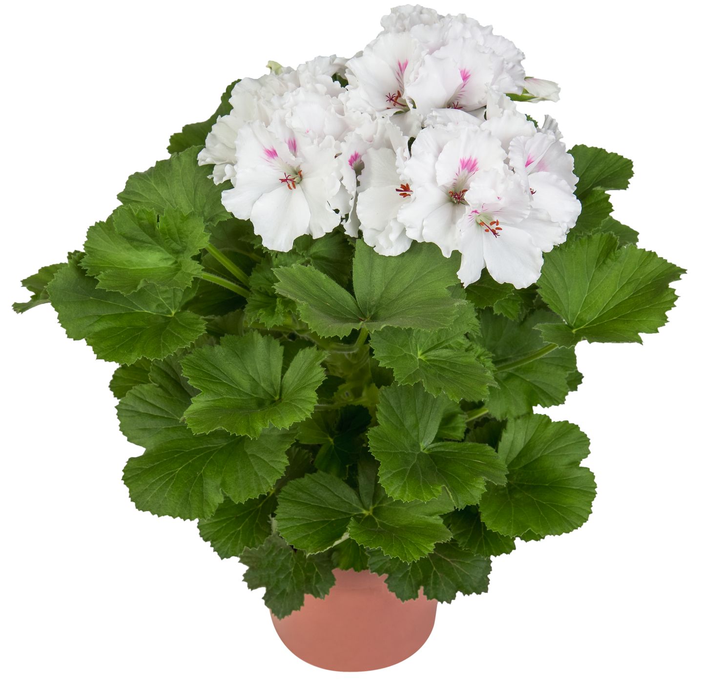 Sommerblumen  