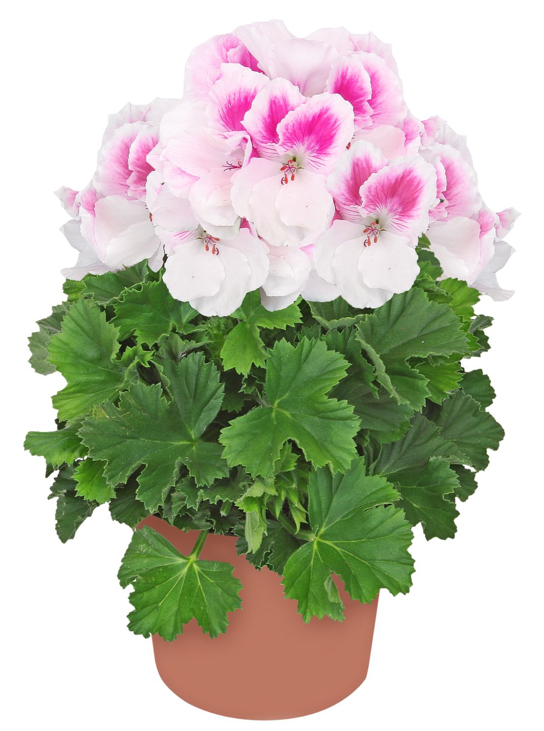 Edelgeranie