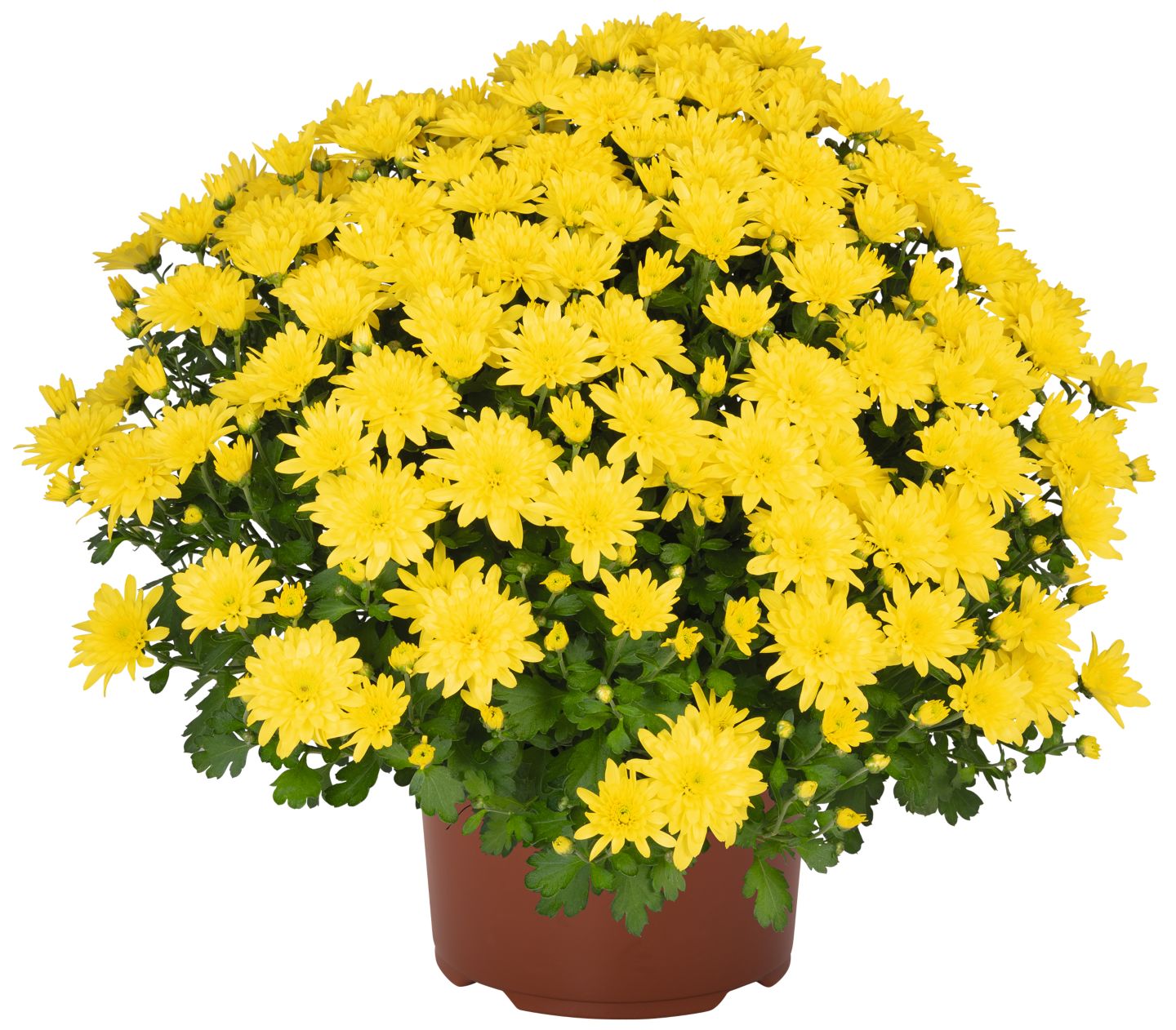 Chrysanthemen