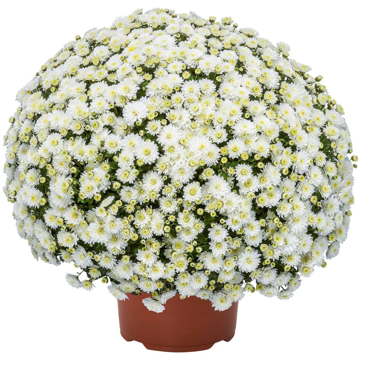 Chrysantheme