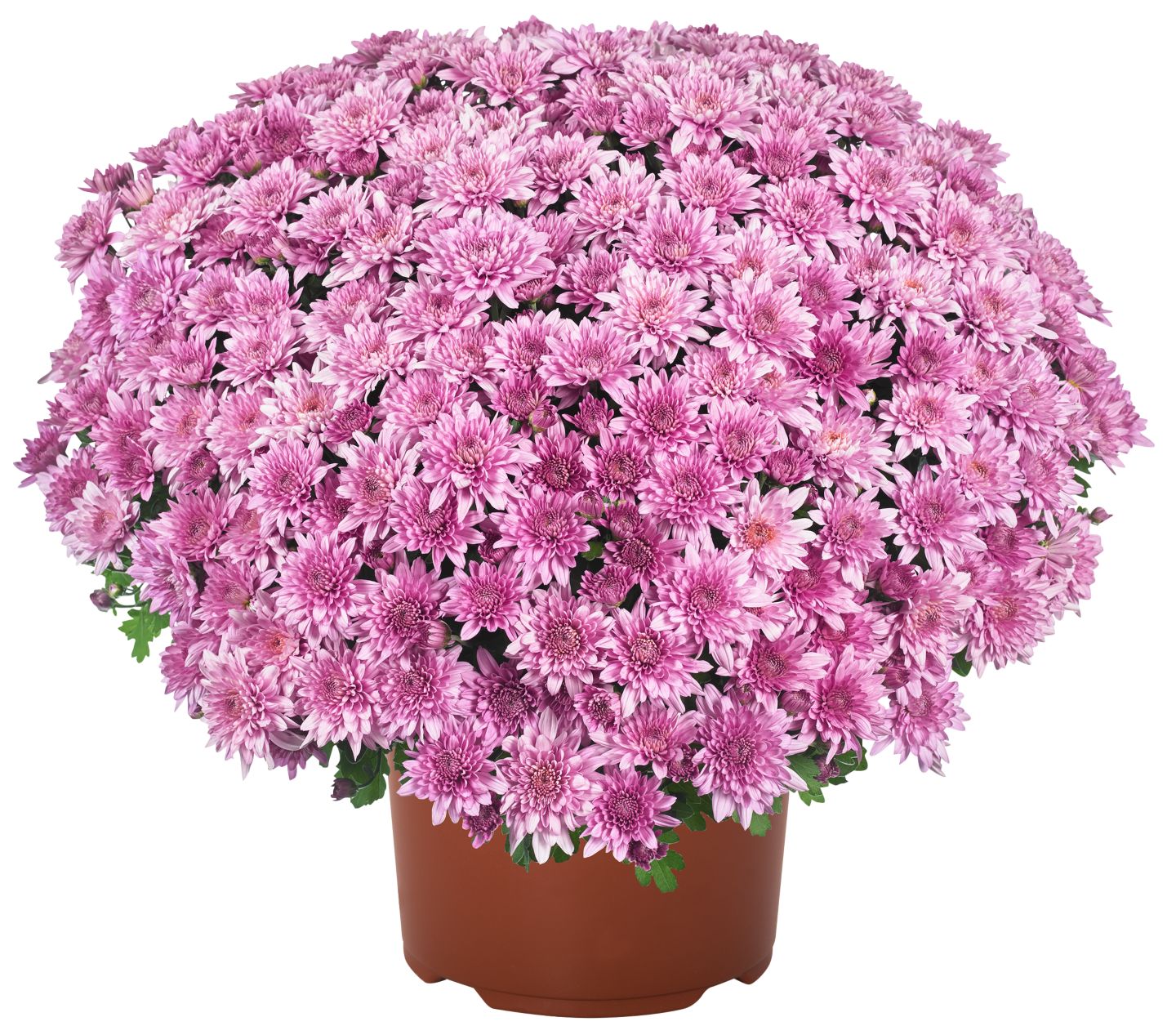 Chrysanthemen-Busch