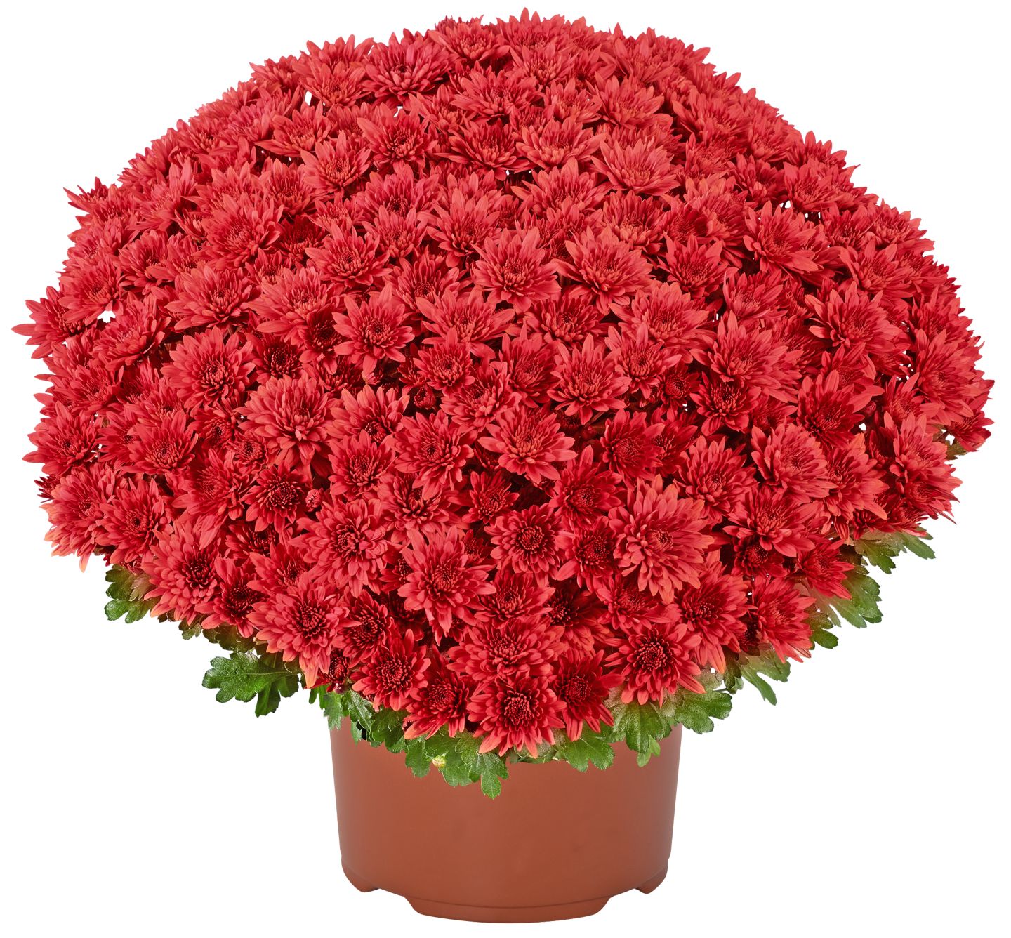 Chrysanthemen XL