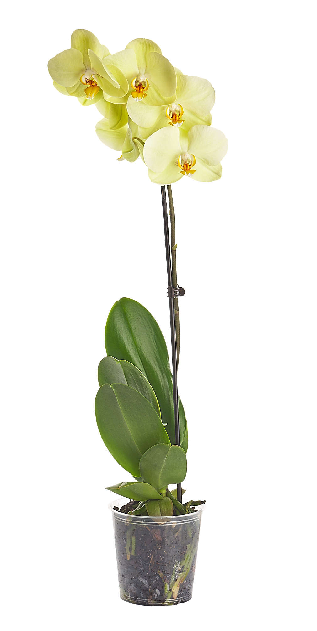Изображение за продукта Орхидея Фаленопсис Ø12 см