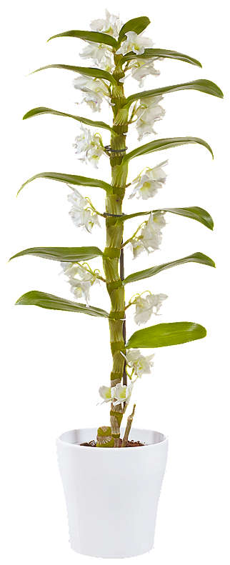 Изображение за продукта Орхидея Дендробиум 