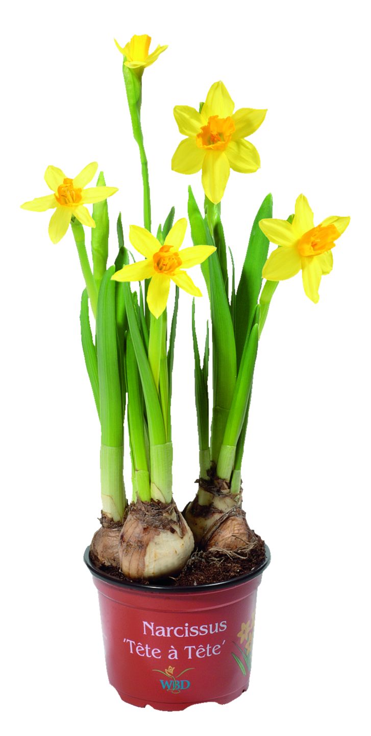 Изображение на Нарцис 