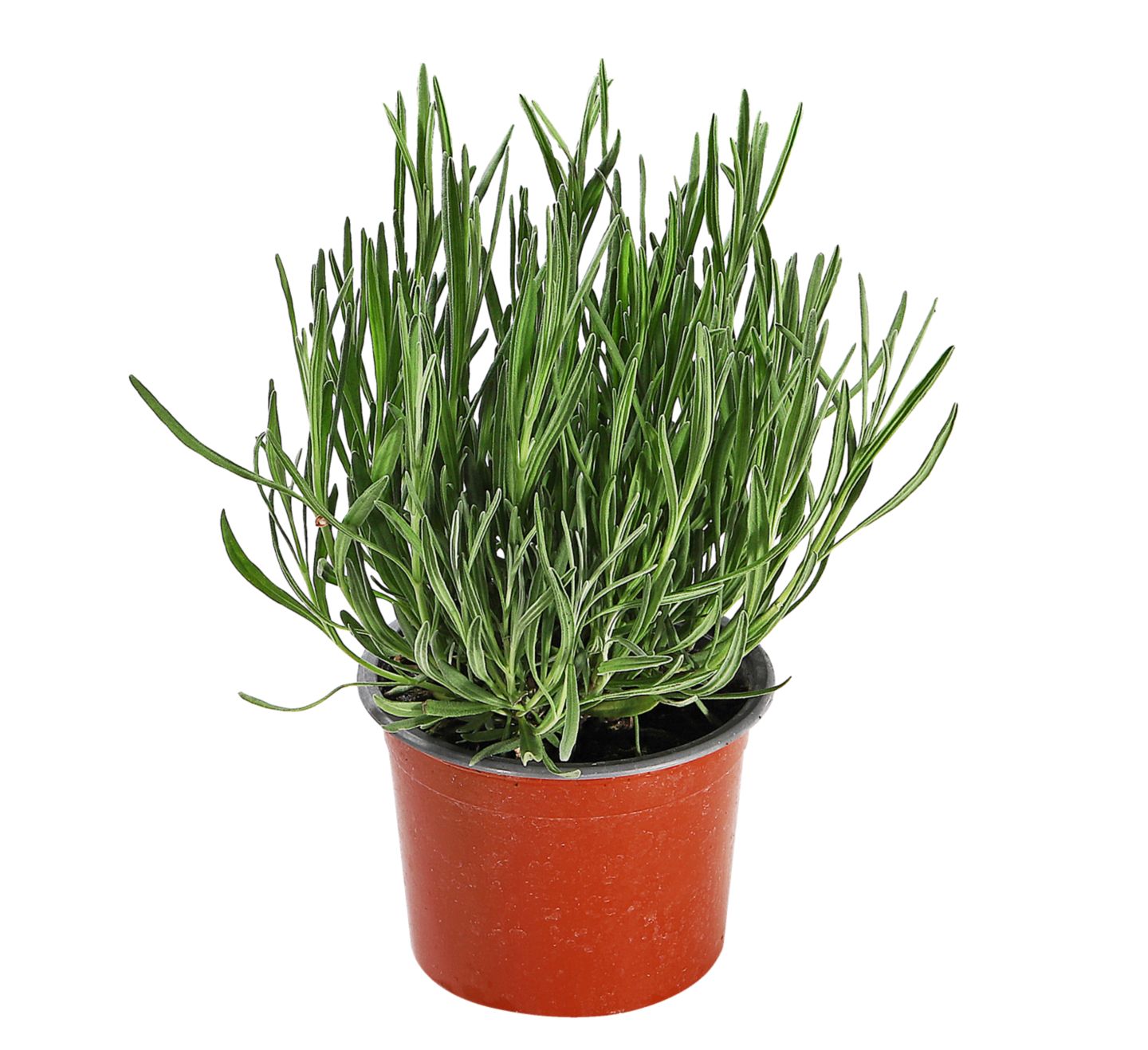 Lavanda 