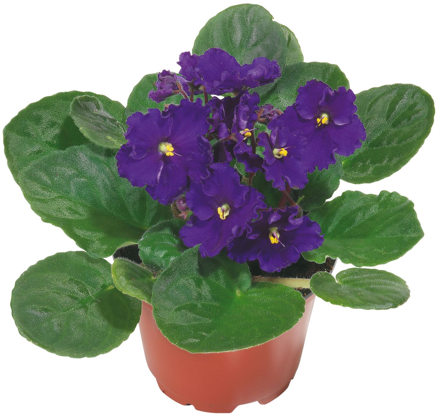 Изображение на Минисентполия Стайно растение