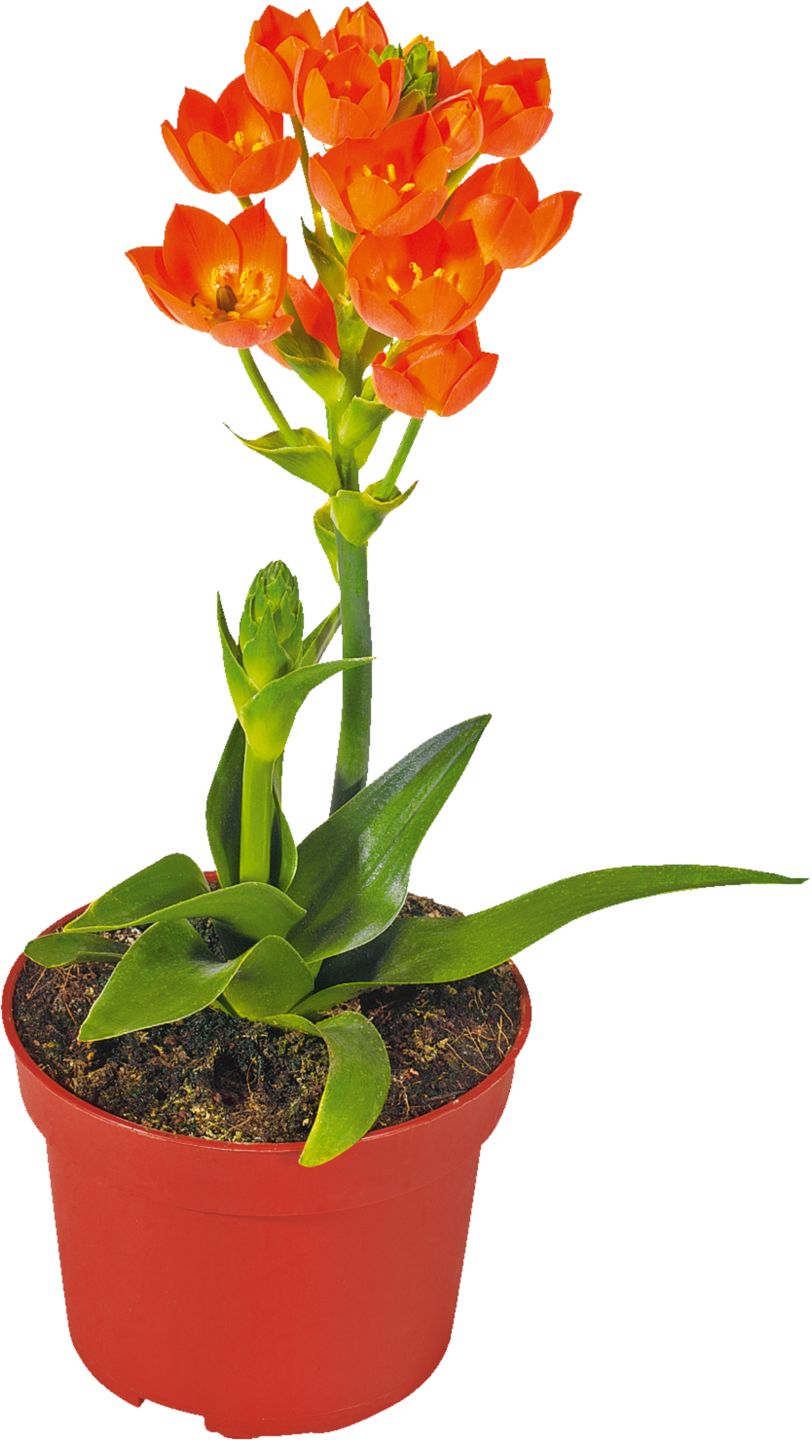 Изображение на Витлеемска звезда 