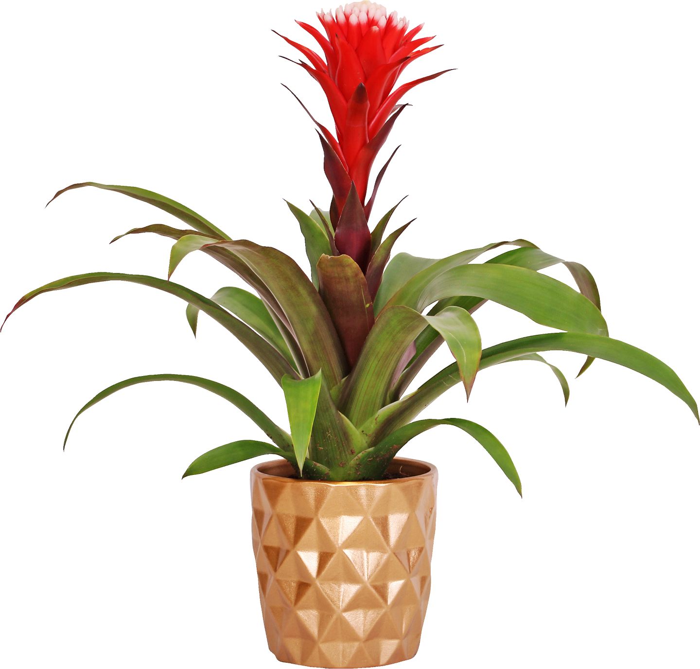 Bromélia v keramike (Bromelia mix)