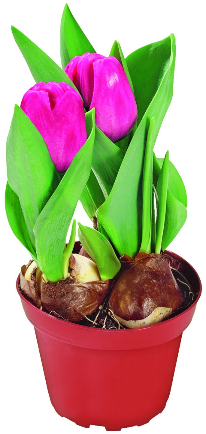 Изображение на Лалета Ø12 см