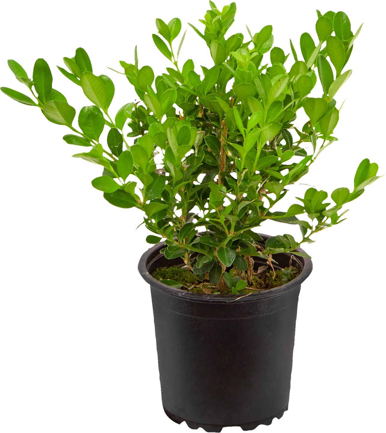 Изображение на Буксус Ø9 см