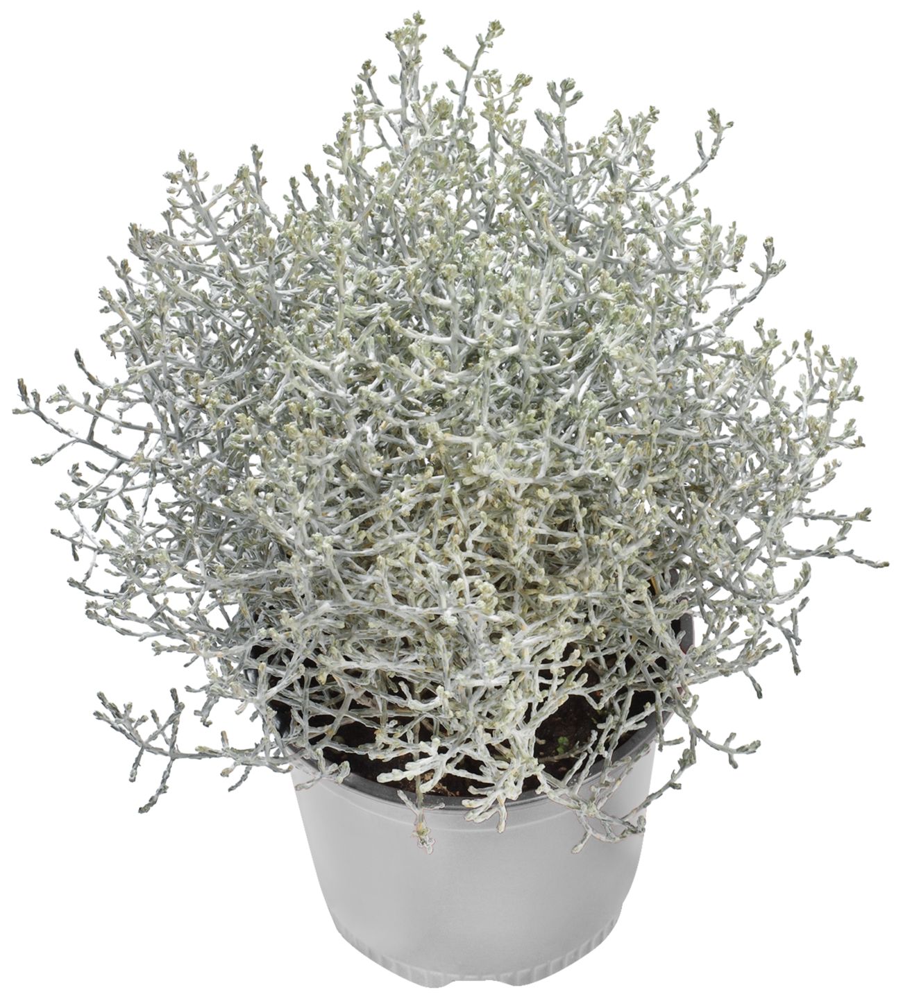 Изображение на Калоцефалус Градинскo растениe