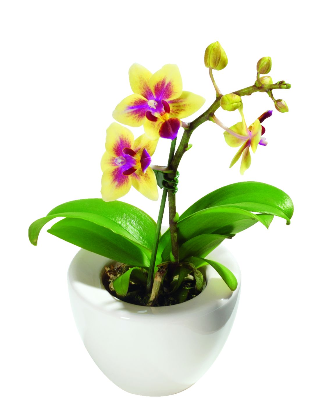 Mini orchidea v keramike (Phalaenopsis)