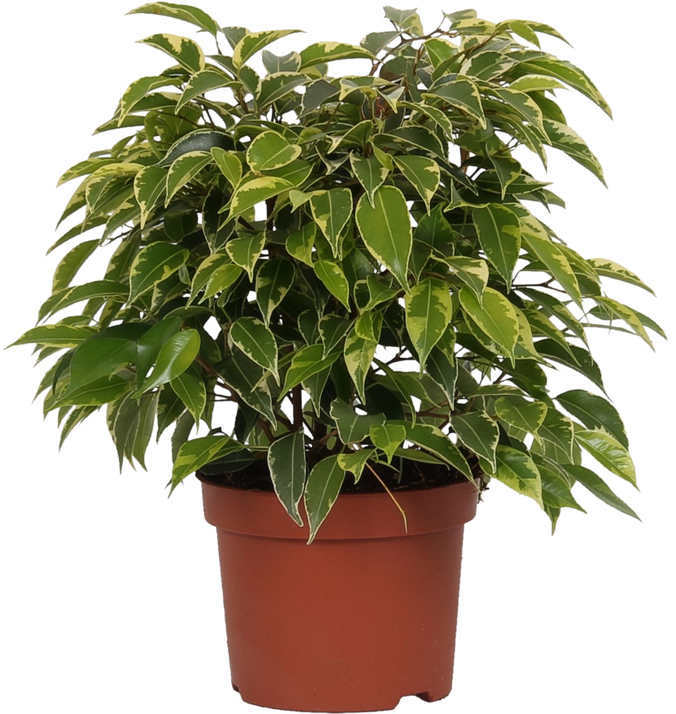 Fikus malolistý "Kinky" (Ficus benjamina "Kinky")
priemer kvetináča: 12 cm