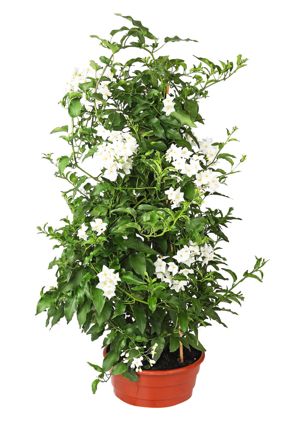 Jasmin 
