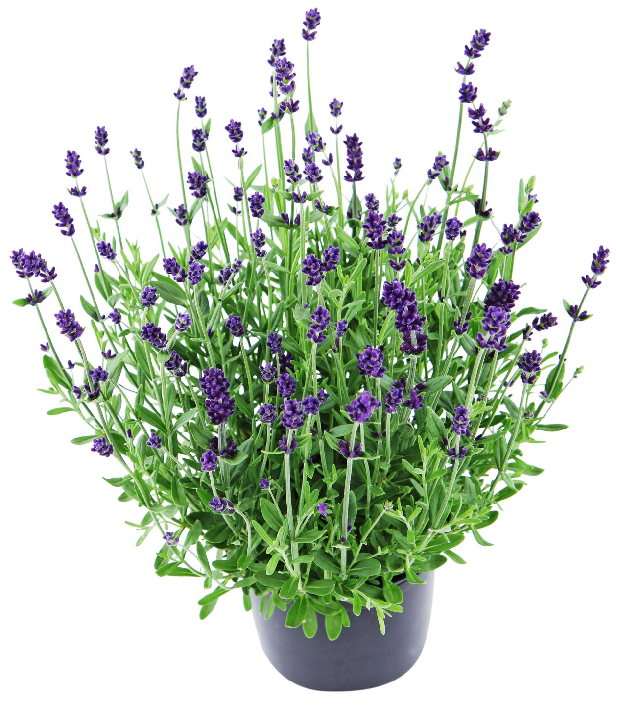 Lavanda 
