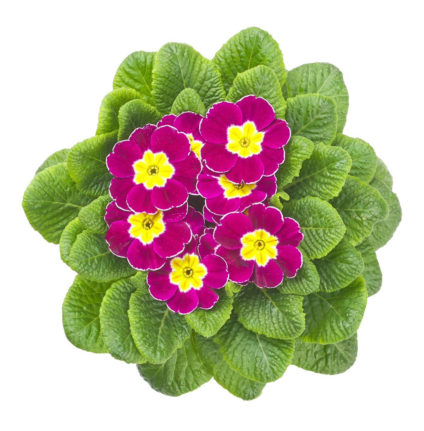 Изображение на Иглика 