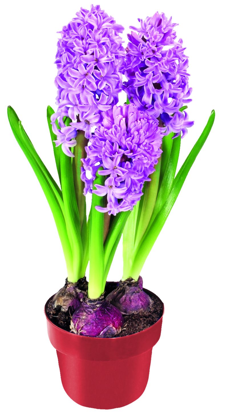 Изображение на Зюмбюл Ø7 см