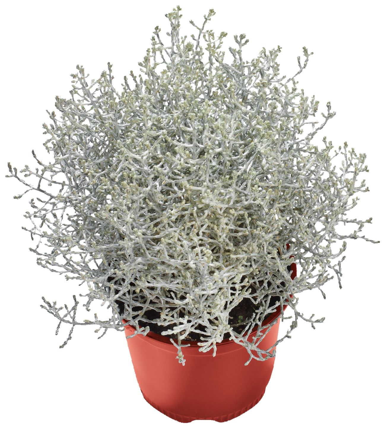 Strieborný drôtik (Calocephalus brownii)