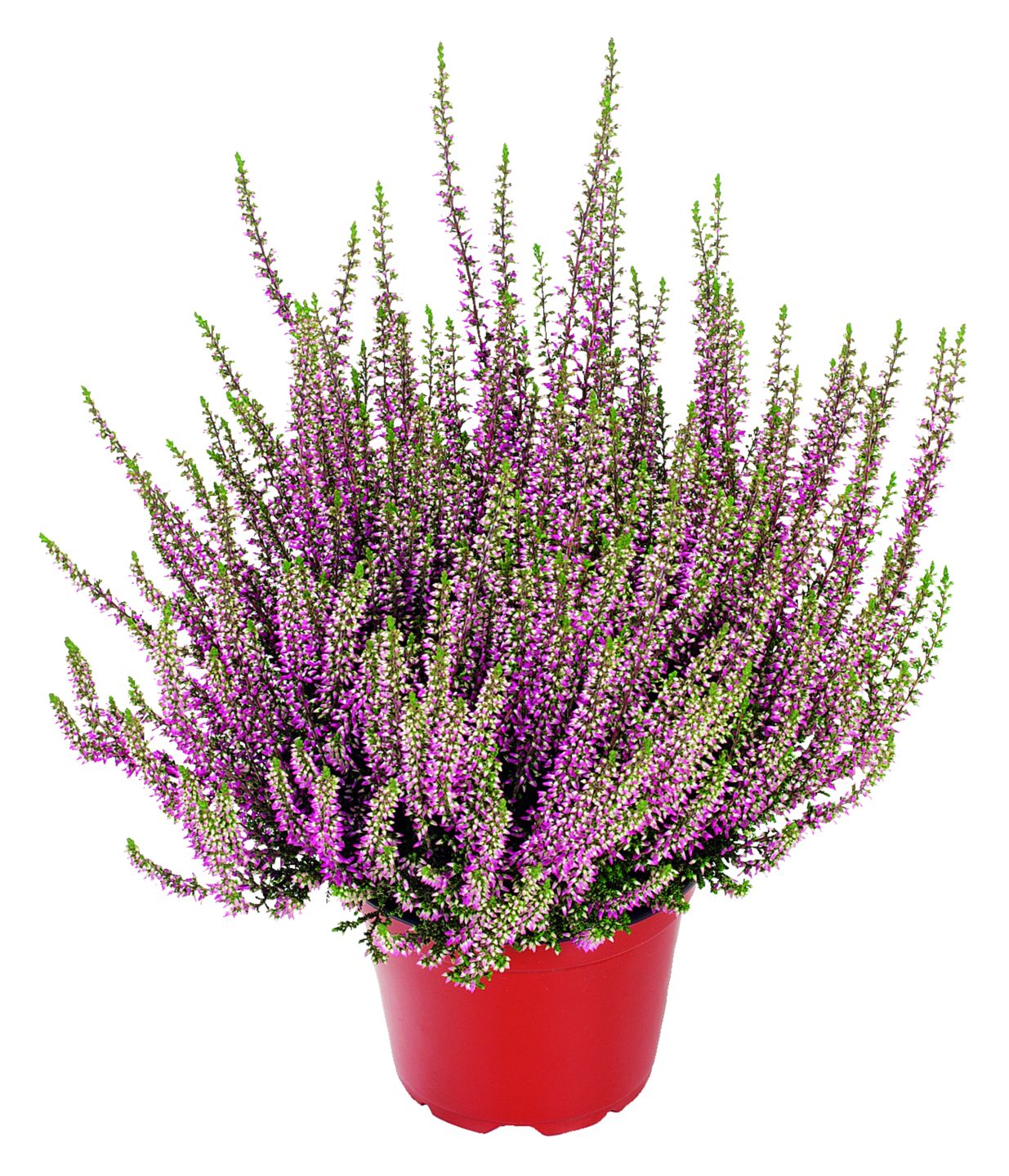 Vres obyčajný (Calluna vulgaris)