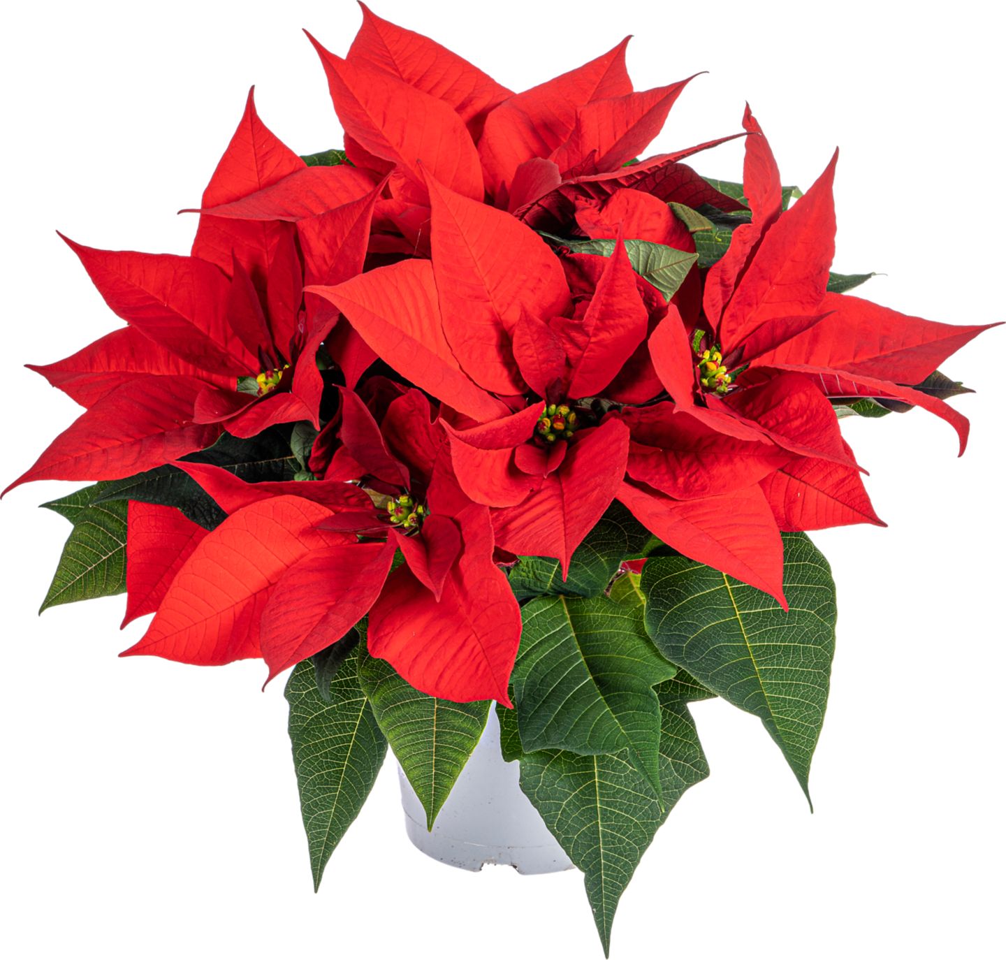 Vianočná hviezda Euphorbia pulcherrima
izbová rastlina