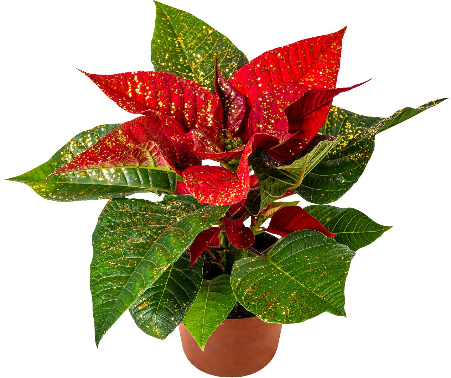 Mini vianočná hviezda 