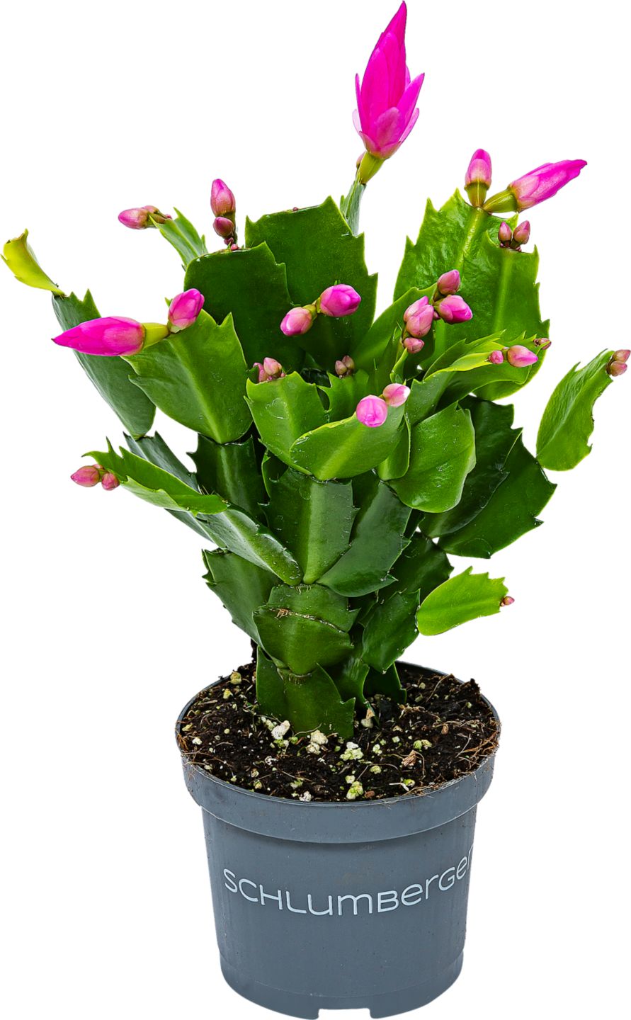 Vianočný kaktus (Schlumbergera)