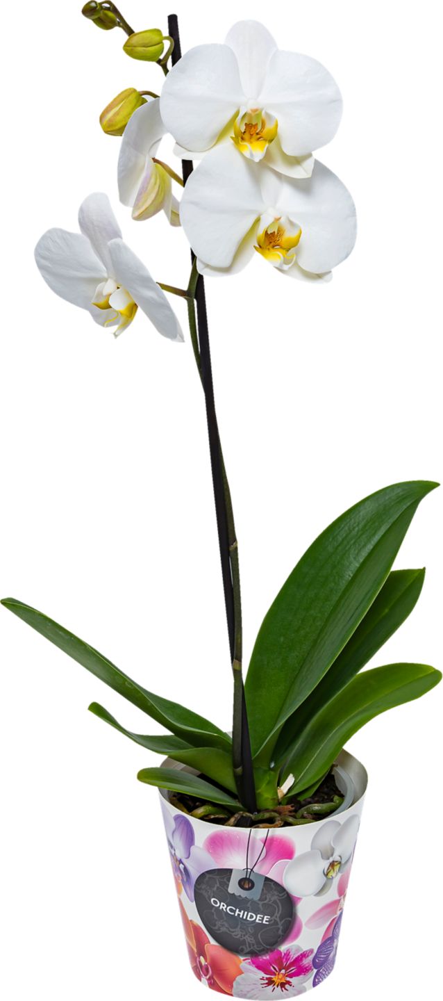 Orchidea 1-výhonková (Phalaenopsis)
