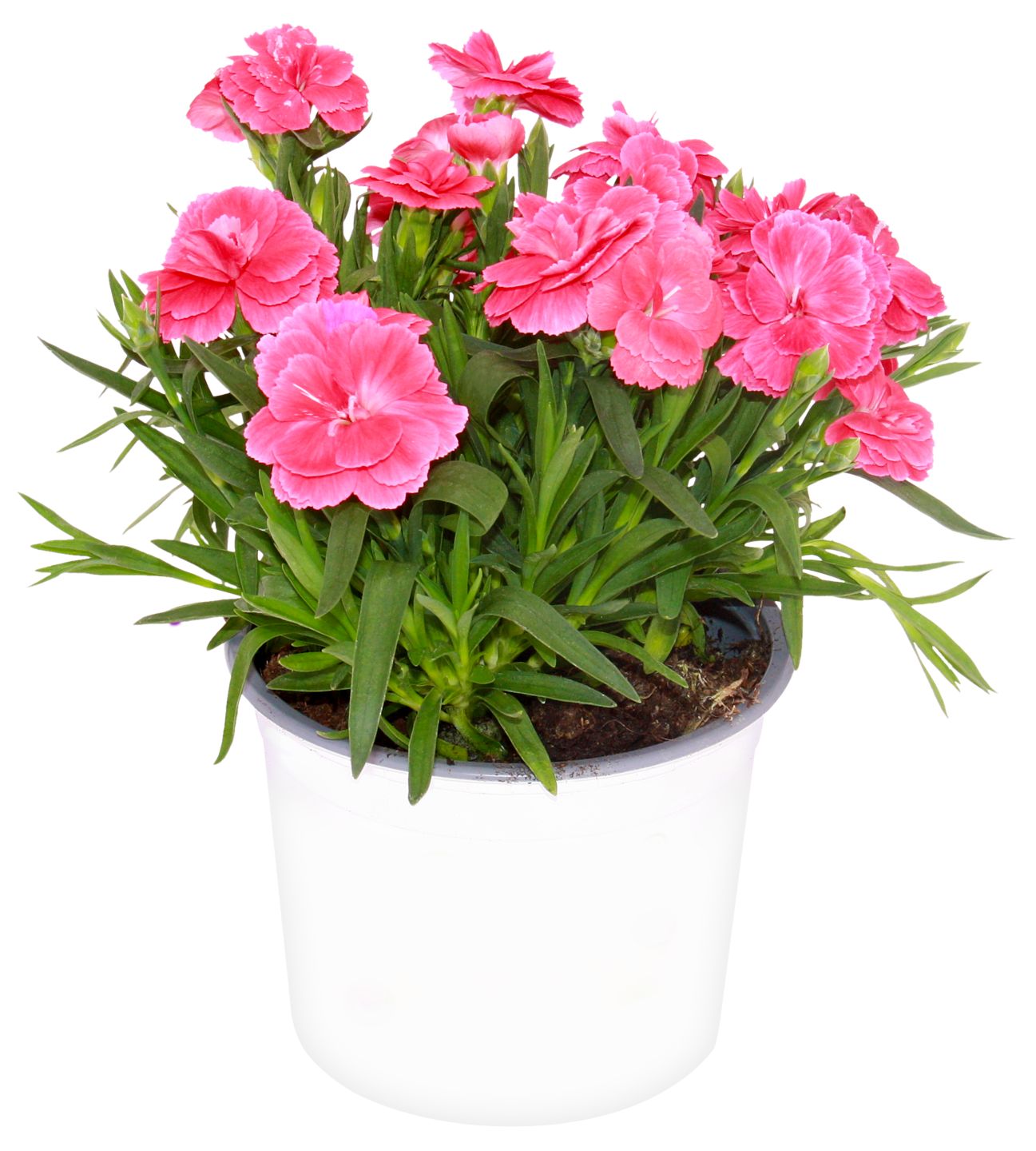 Sommerblumen  